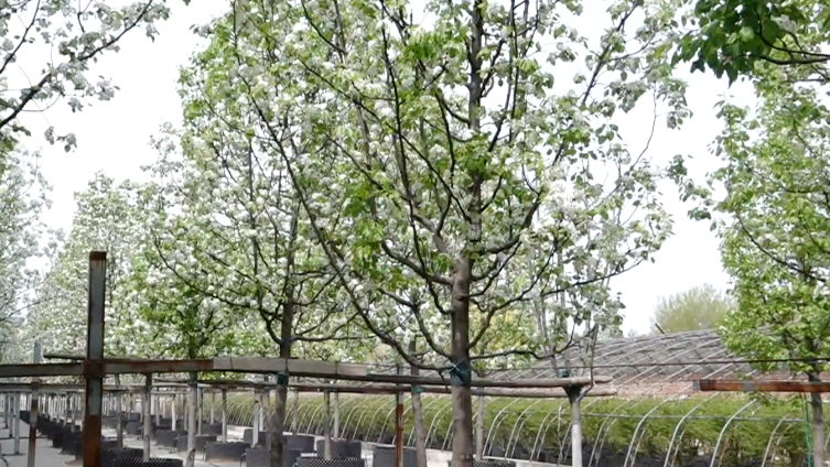 首都城市绿化向“彩化”升级 打造色彩斑斓的城市生态空间