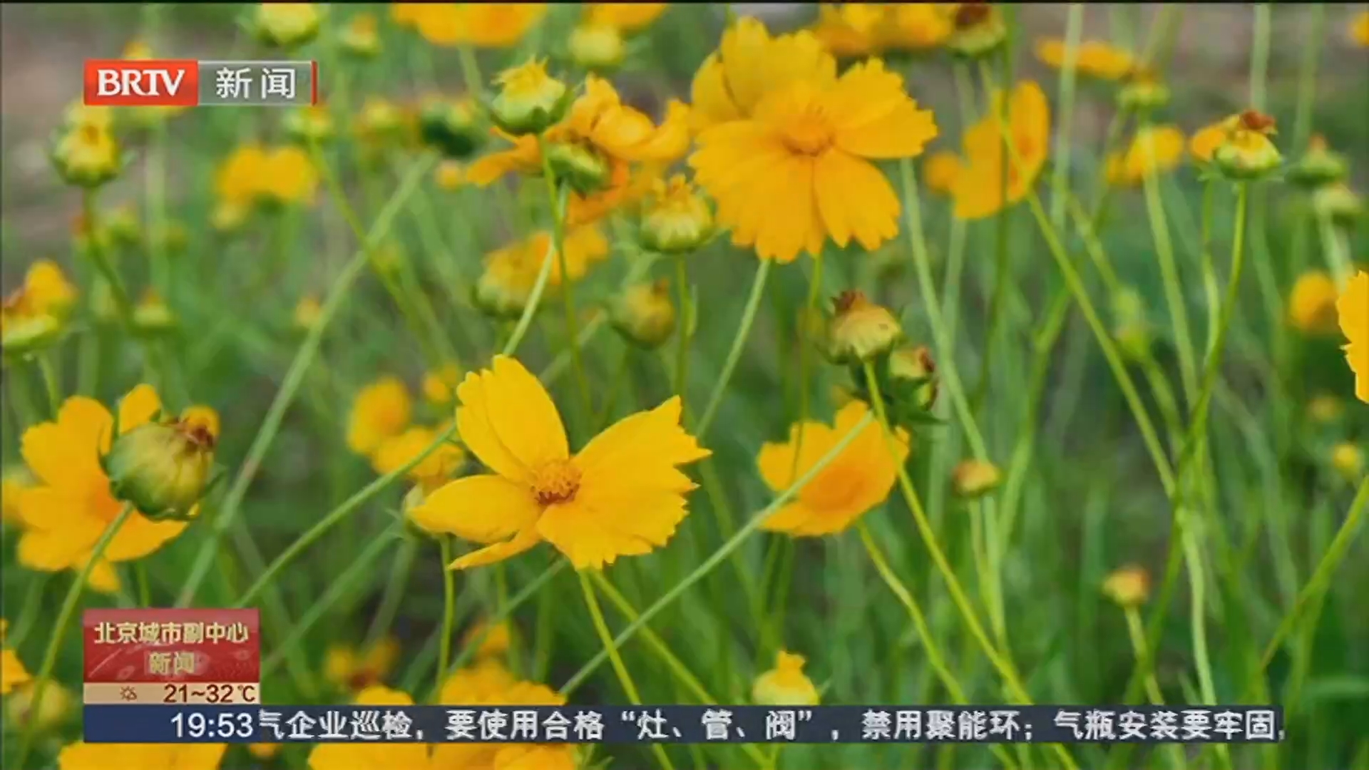 永顺镇花海进入盛花期