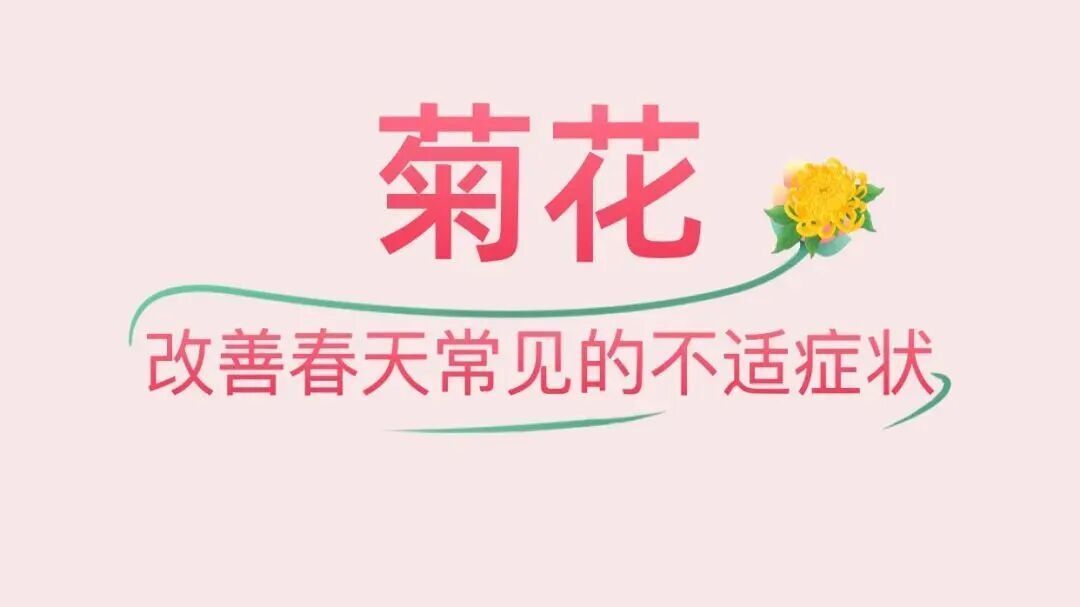 菊花配上它，对肝特别好！这个季节喝正合适