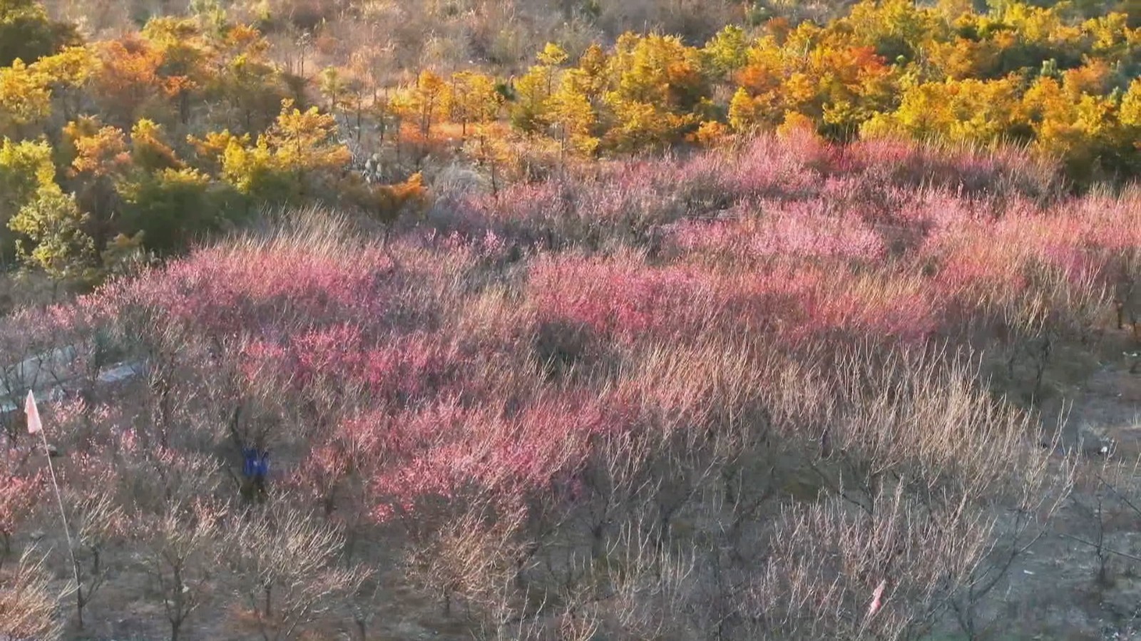 赏梅正当时 正月梅花迎寒绽放