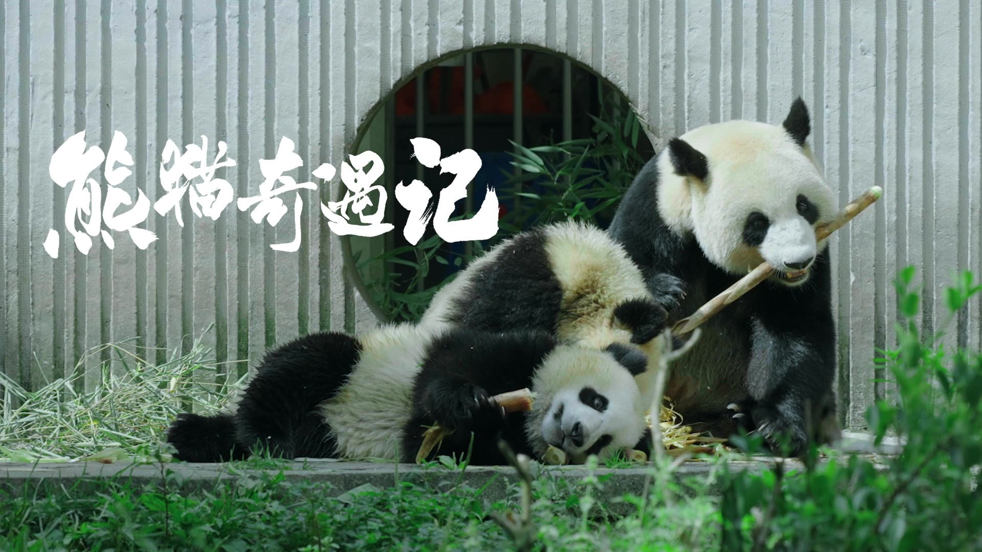 中国首档大熊猫文化人文纪实观察节目《熊猫奇遇记》定档! 中国首档大熊猫文化人文纪实观察节目《熊猫奇遇记》定档!