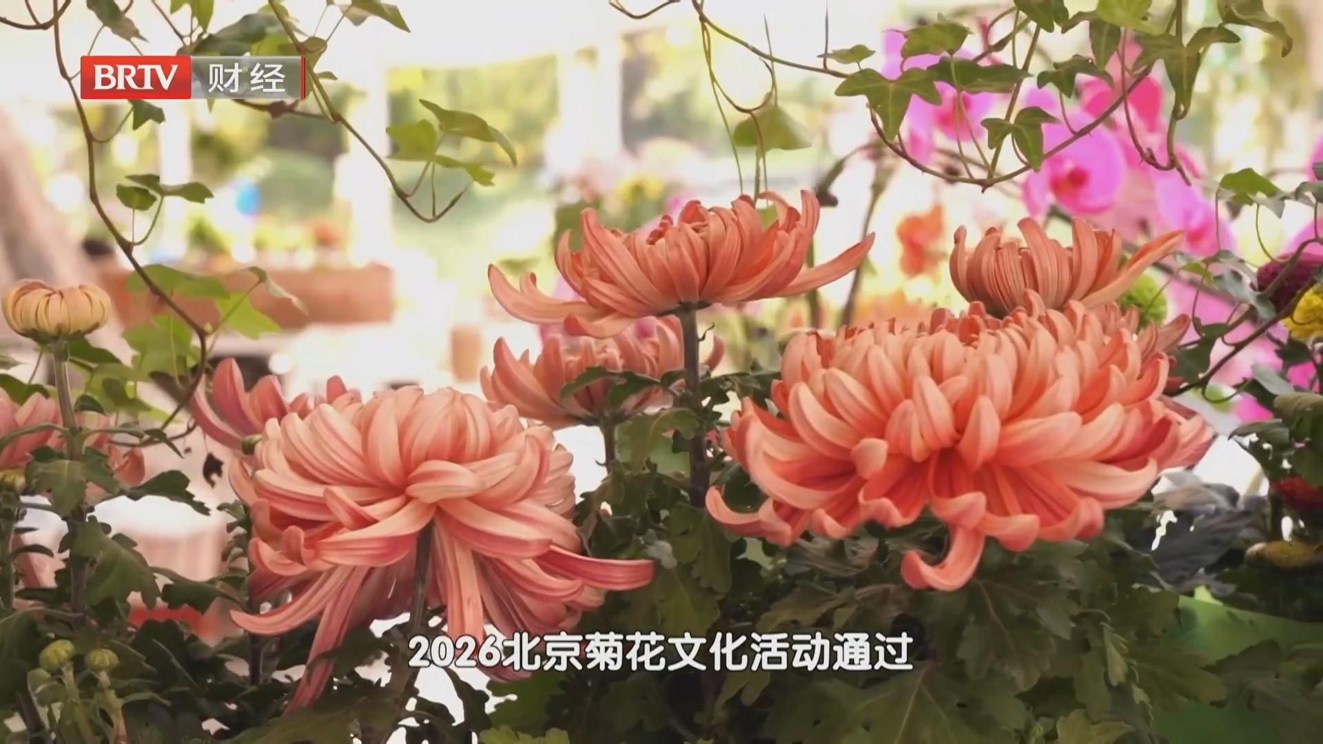 菊韵桂香燃动金秋 沉浸式花展解锁文旅消费新场景 菊韵桂香燃动金秋 沉浸式花展解锁文旅消费新场景