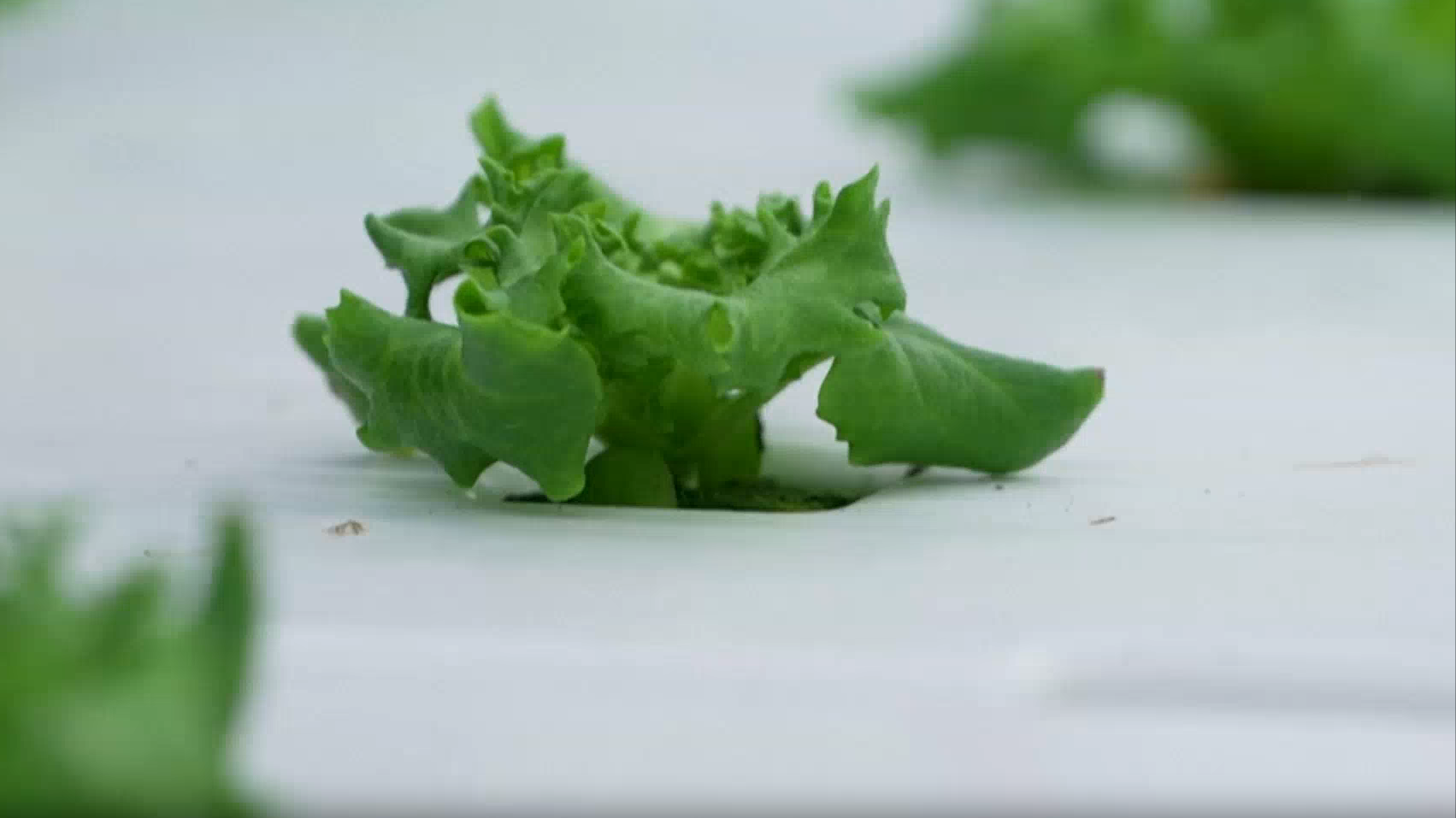 “北极菜农”卖房创业 冰天雪地添绿意 “北极菜农”卖房创业 冰天雪地添绿意