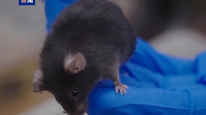 短暂“出差”太空 “小鼠航天员”太空之旅如何度过？