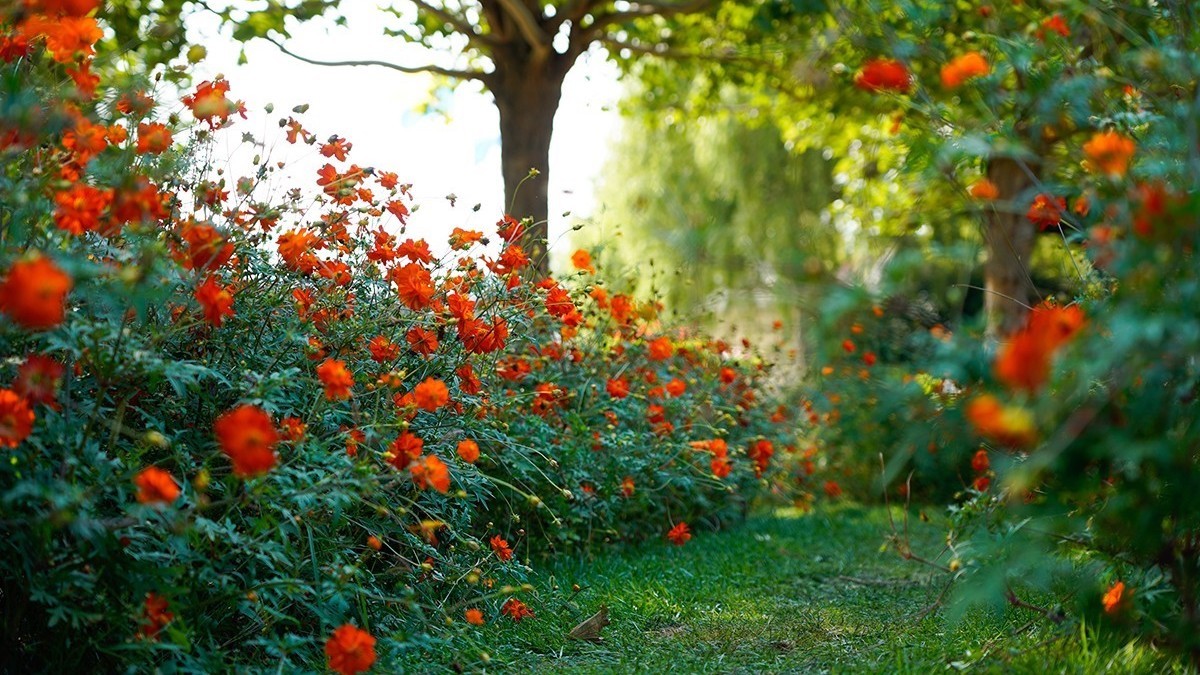 (内含福利)国庆假期不远行,北京国际鲜花港秋季赏花刚刚好 (内含福利)国庆假期不远行,北京国际鲜花港秋季赏花刚刚好