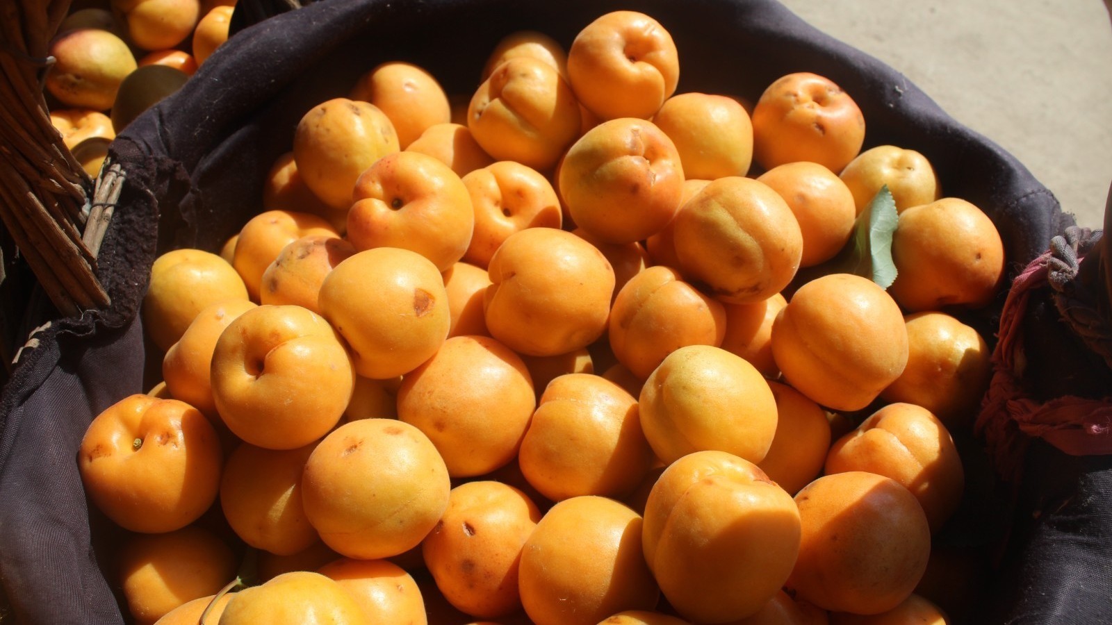 70万斤北寨红杏受灾！爱心助农售卖等您伸把手