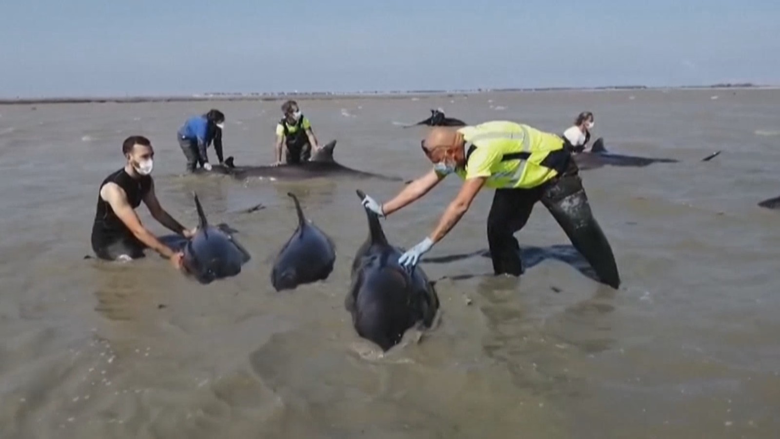 法国西部一群海豚搁浅 志愿者展开营救 法国西部一群海豚搁浅 志愿者展开营救