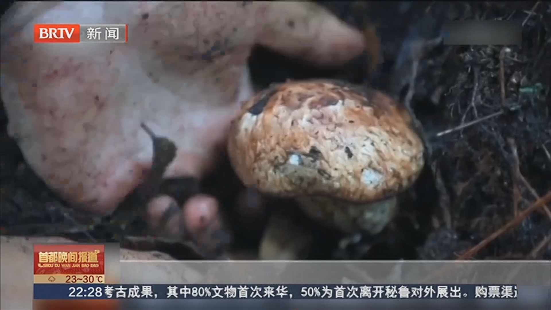 蘑菇辨毒谣言多 科学认知是关键