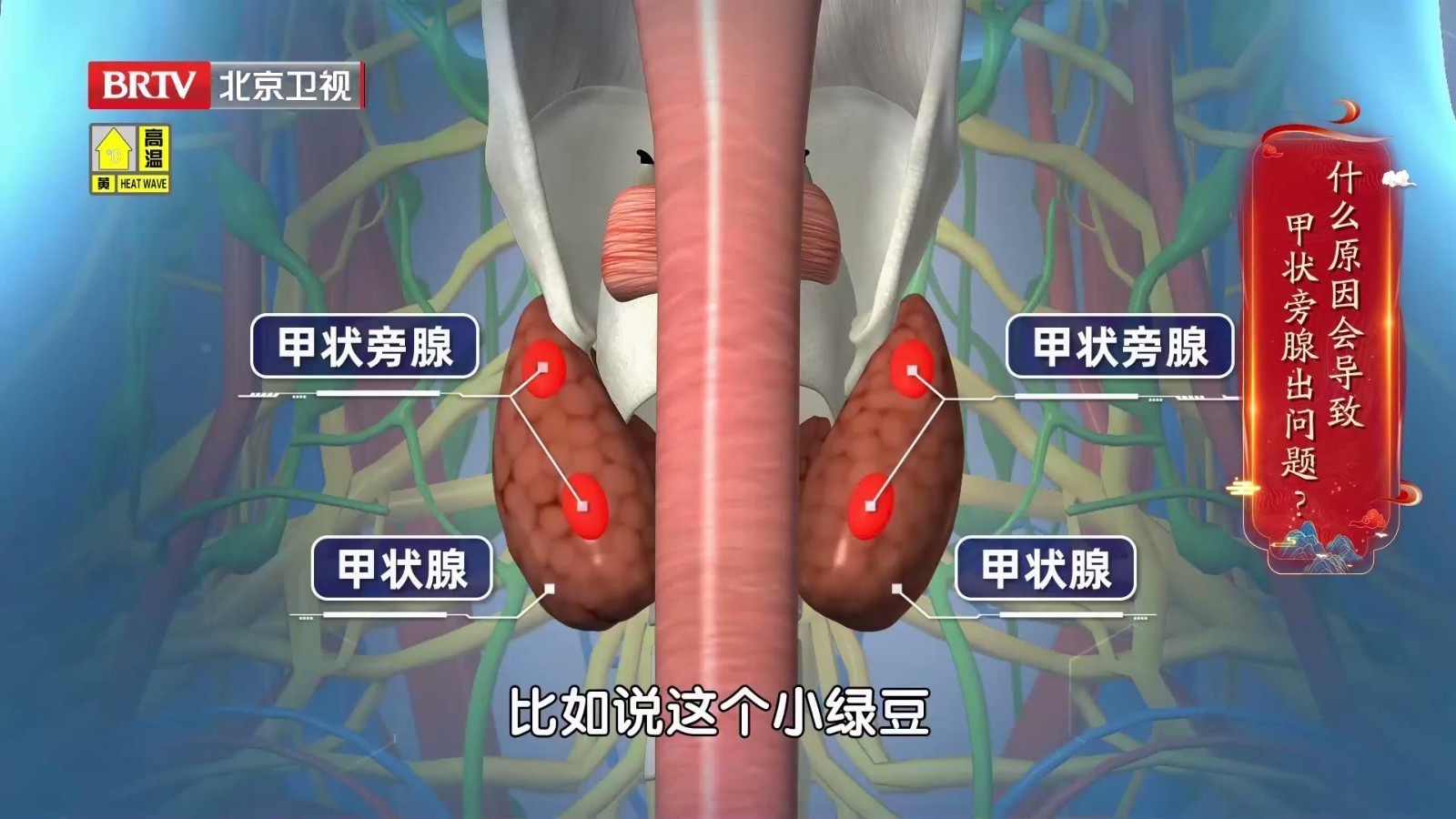 甲状旁腺和甲状腺只有一字之差,功能却完全不同! 甲状旁腺和甲状腺只有一字之差,功能却完全不同!