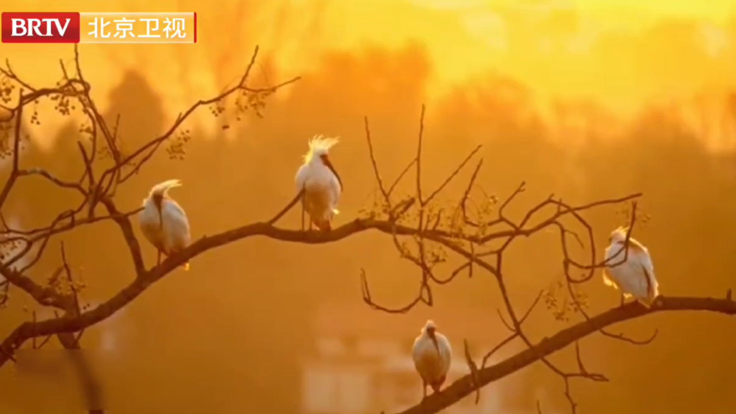 朱鹮与夕阳同框极限生态之美 朱鹮与夕阳同框极限生态之美