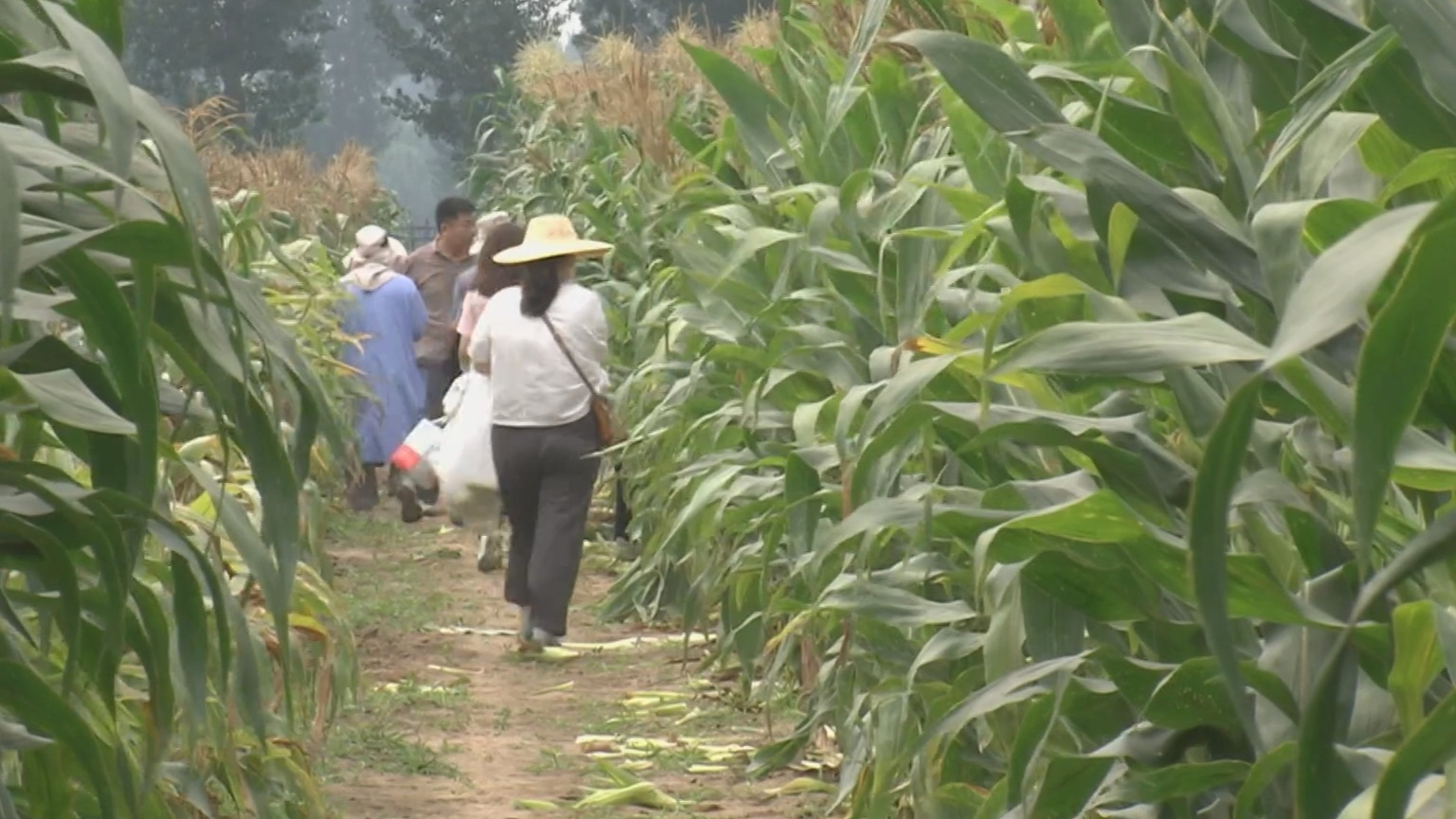 京津冀优质玉米齐聚北京 京津冀优质玉米齐聚北京