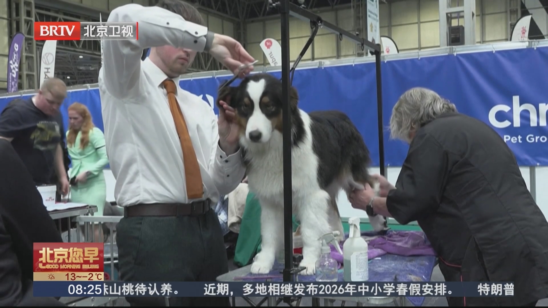 英国克鲁夫茨犬展在伯明翰开幕 各路萌犬齐亮相 英国克鲁夫茨犬展在伯明翰开幕 各路萌犬齐亮相