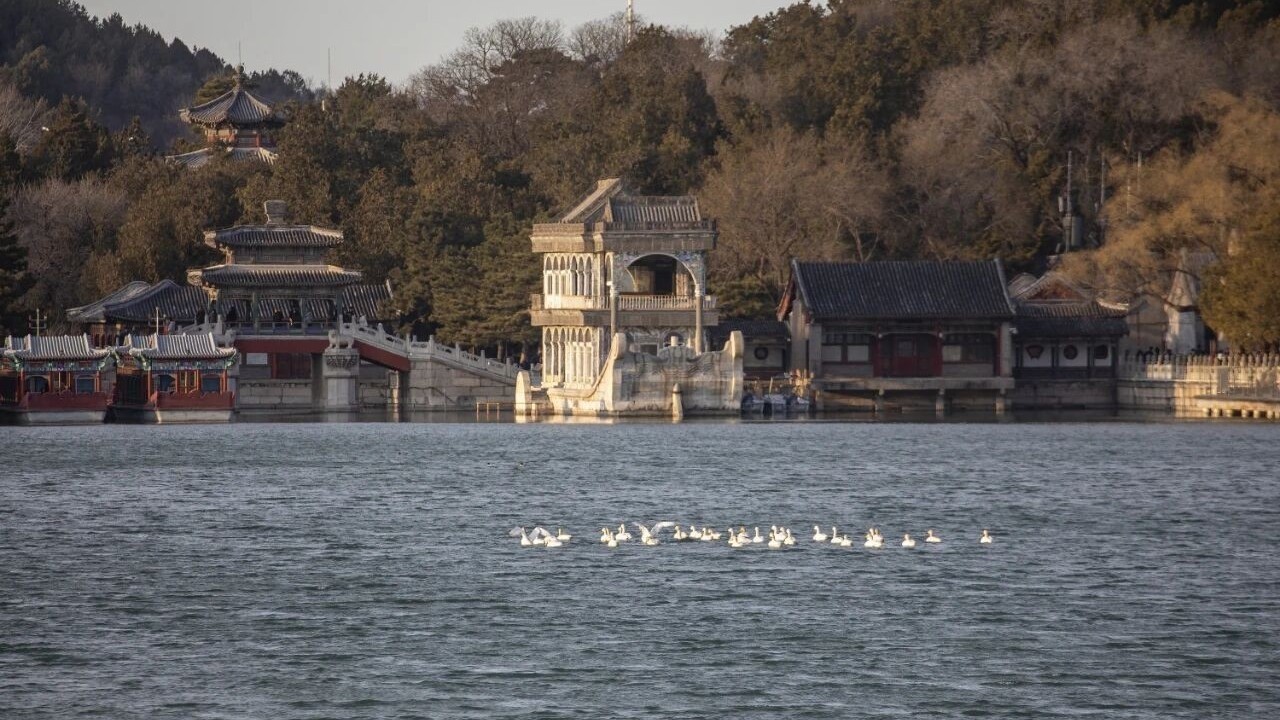 颐和园,迎来跨越山海的“春日使者” 颐和园,迎来跨越山海的“春日使者”