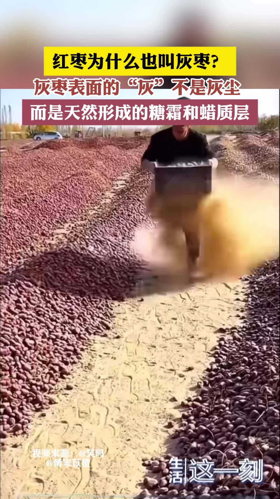 红枣为什么也叫灰枣？灰枣表面的“灰”不是灰尘 而是糖霜和蜡质层