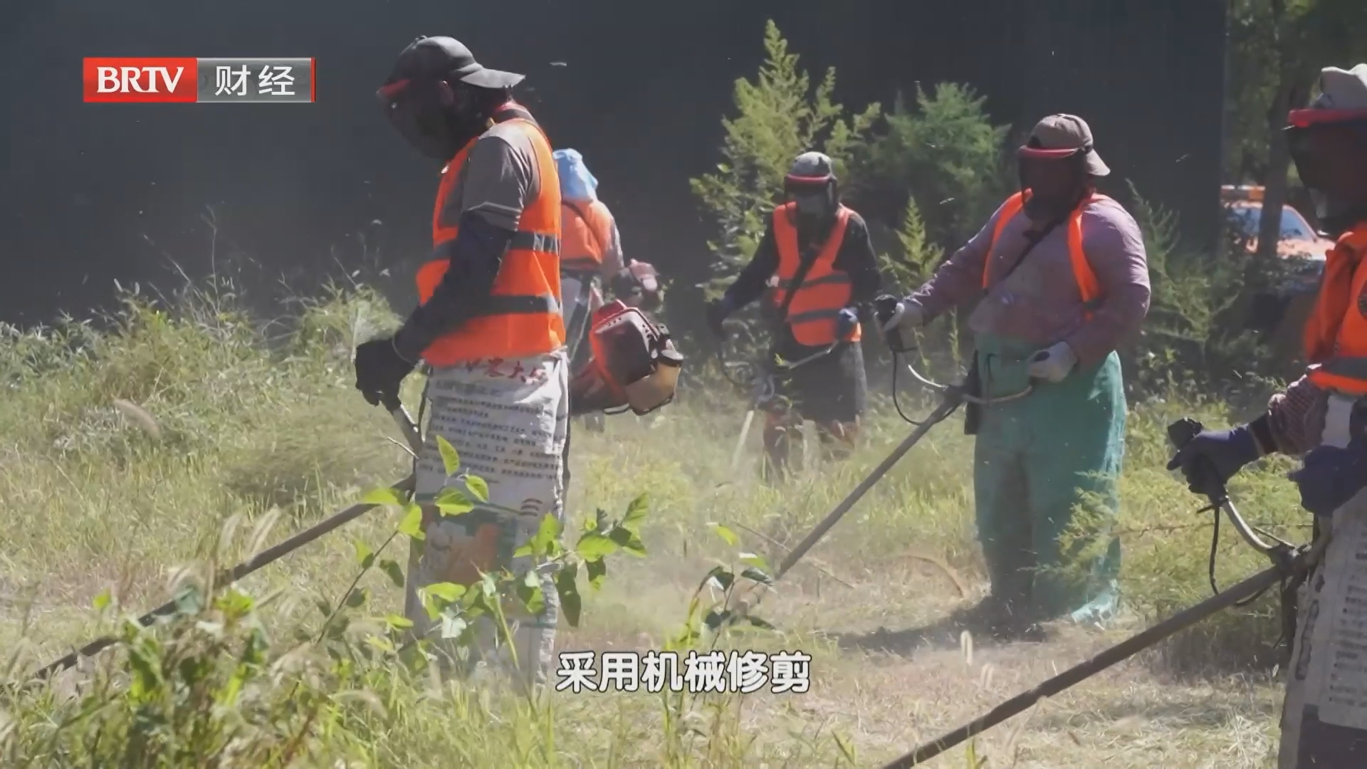 秋季花粉扰民又烧钱 多部门源头科学治理