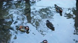 十几只鸳鸯飞临八大处公园 十几只鸳鸯飞临八大处公园