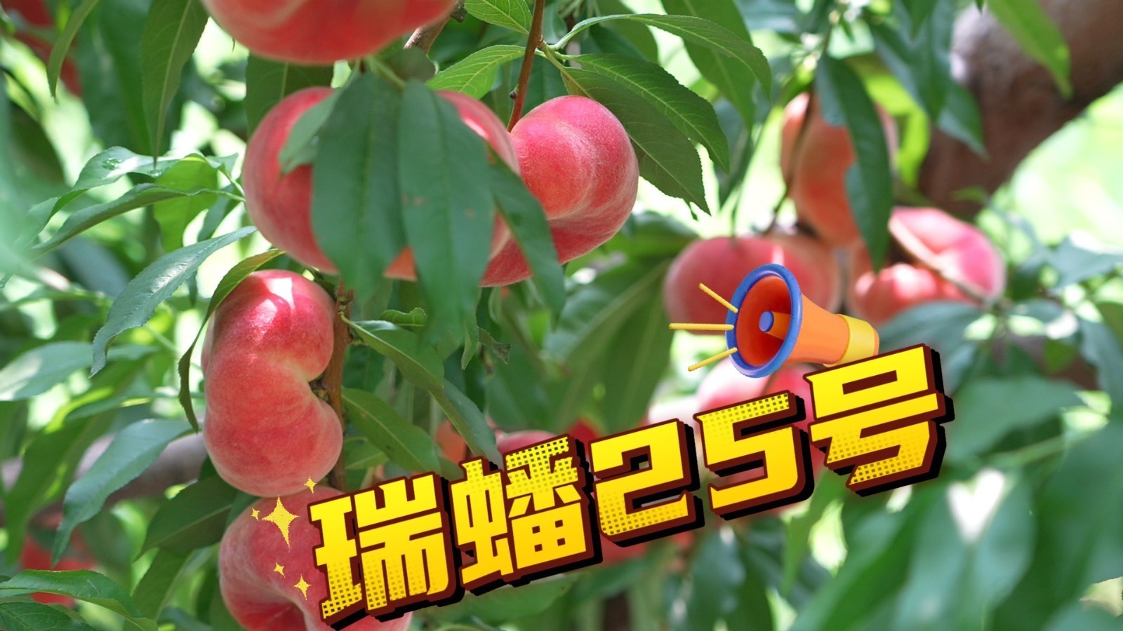 【京·花果蜜】把夏天的甜度拉满!瑞蟠25号:早熟甜,不等闲 【京·花果蜜】把夏天的甜度拉满!瑞蟠25号:早熟甜,不等闲