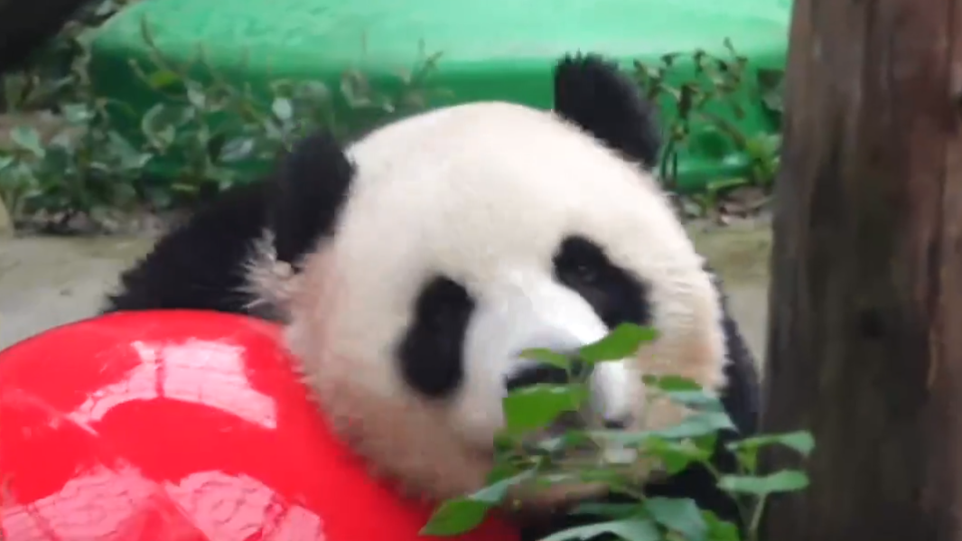 北京动物园大熊猫馆“上新” “吉年”和“福将”首次亮相 北京动物园大熊猫馆“上新” “吉年”和“福将”首次亮相