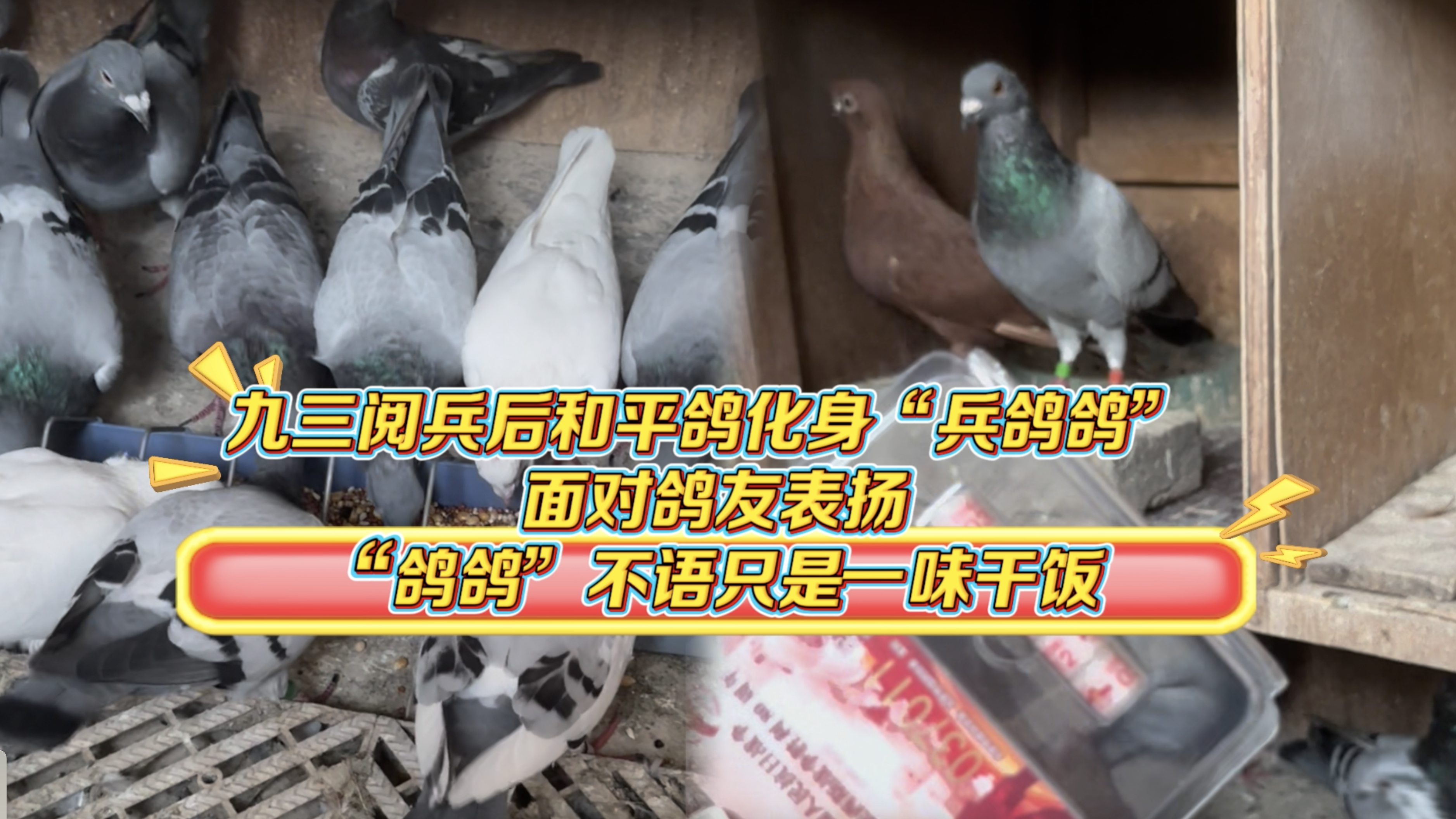 九三阅兵后和平鸽化身“兵鸽鸽” 面对表扬“鸽鸽”不语只是一味干饭